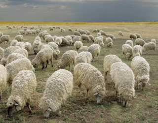 Уряд має забезпечити фінансову підтримку галузі вівчарства, – держаудитори